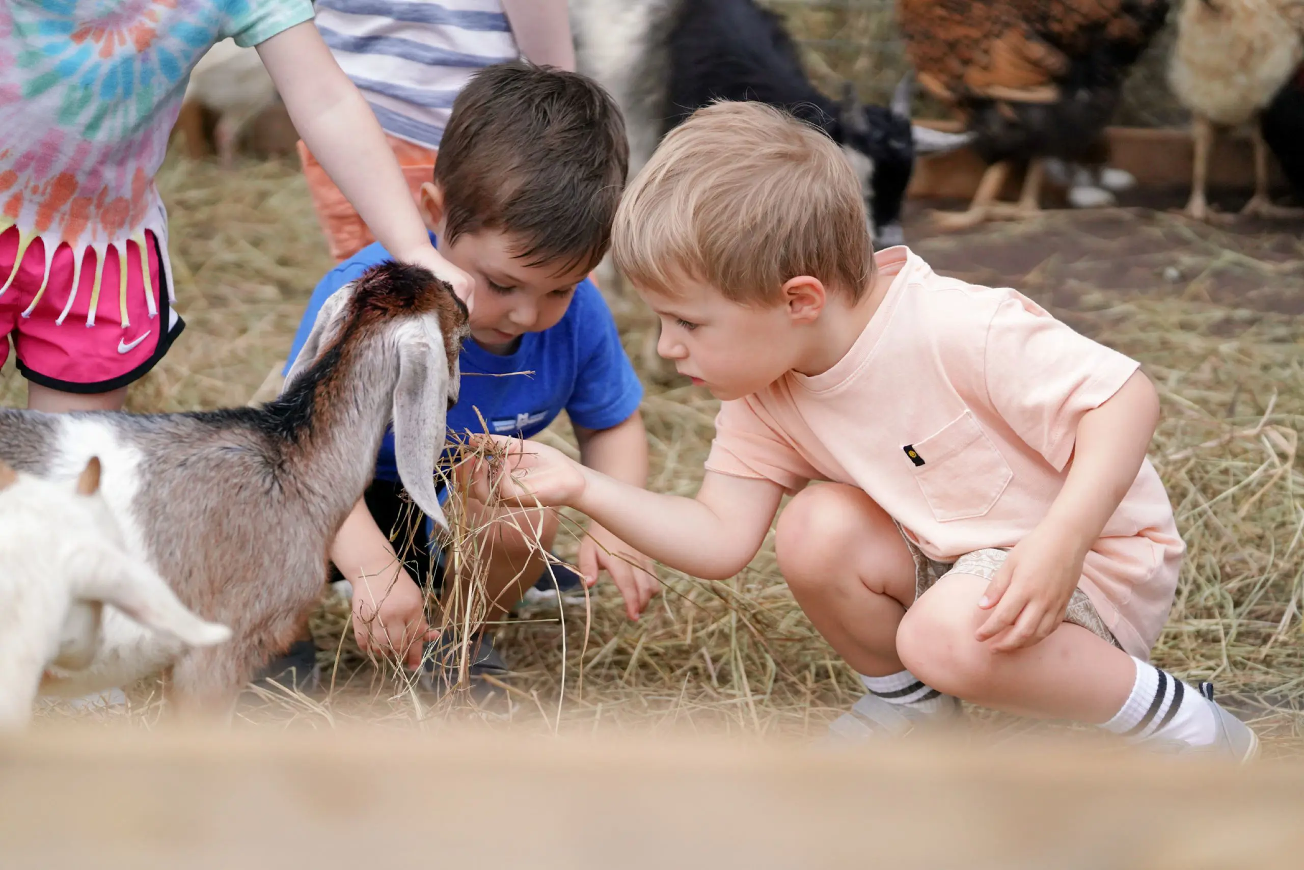 Children petting a small goat